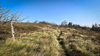 Heidelandschaft am Soultzeren Eck