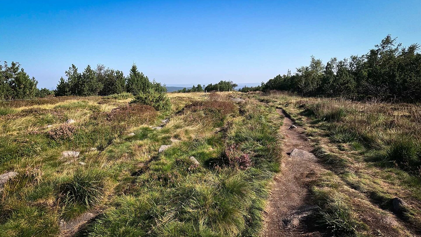 Wanderweg durch die Heidelandschaft der Hochvogesen