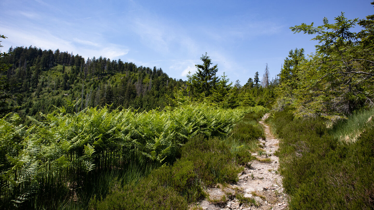 Auf dem Weg zum Bergrücken der Hornisgrinde