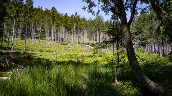 Balzgänger Wanderweg im Bannwald bei der Hornisgrinde