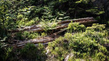 Bannwald Biberkessel bei der Hornisgrinde