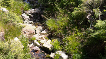 Biberach Bachlauf - Hornisgrnde Biberkessel Wanderung