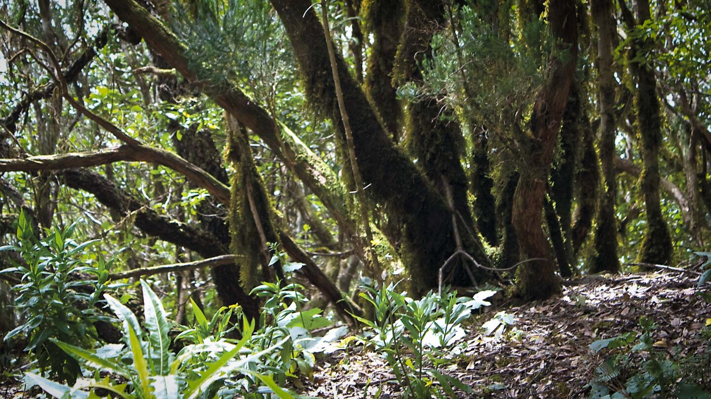 bemooste Baumheide-Sträucher am Wegesrand