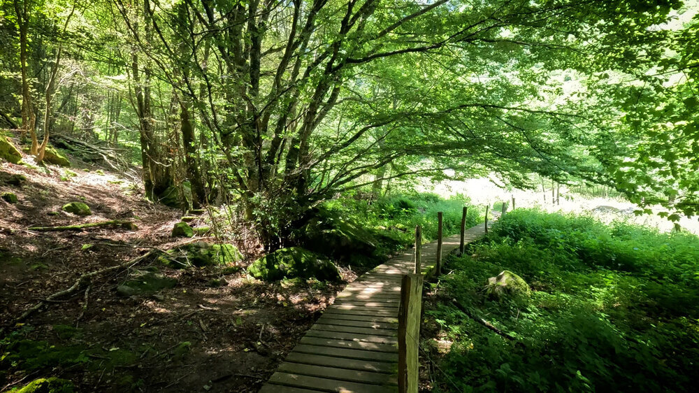 Wanderung über Bohlenweg am kleinen See bei Frankenthal