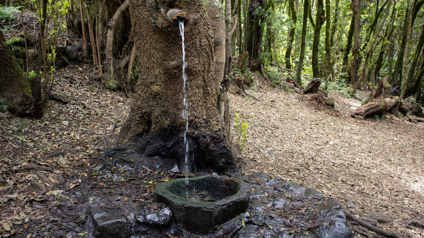 der lebende Baum bei der Ermita de Lourdes