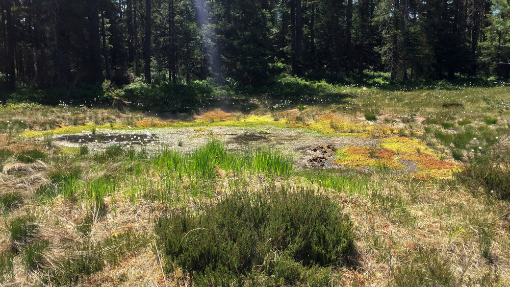 Hochmoor am Blindsee