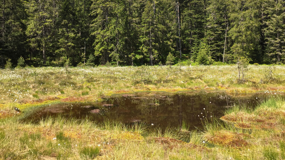 Der Blindsee ist fast vollständig verlandet