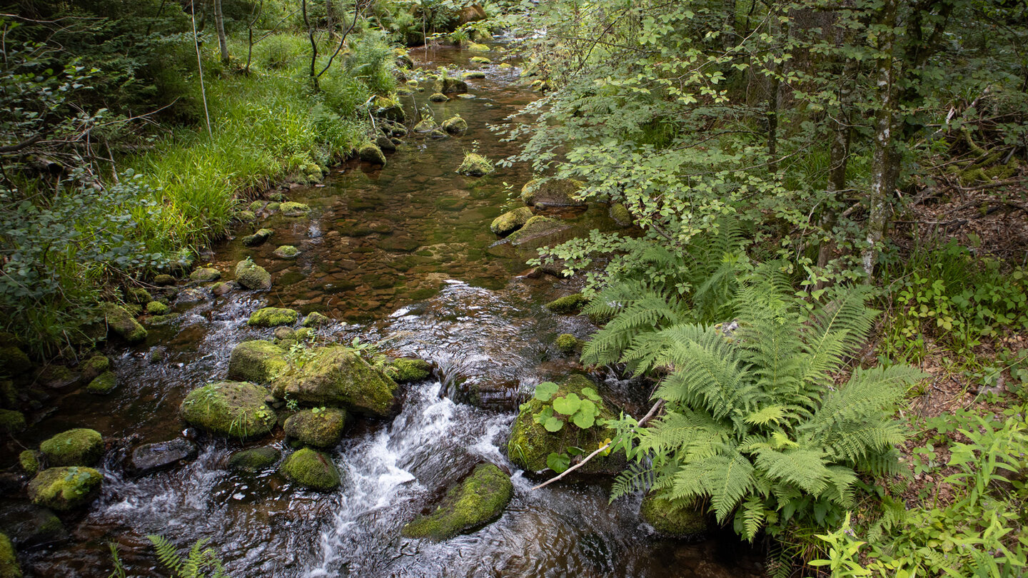 die Wanderung quert den idyllischen Bachlauf des Tonbach über mehrere Brücken