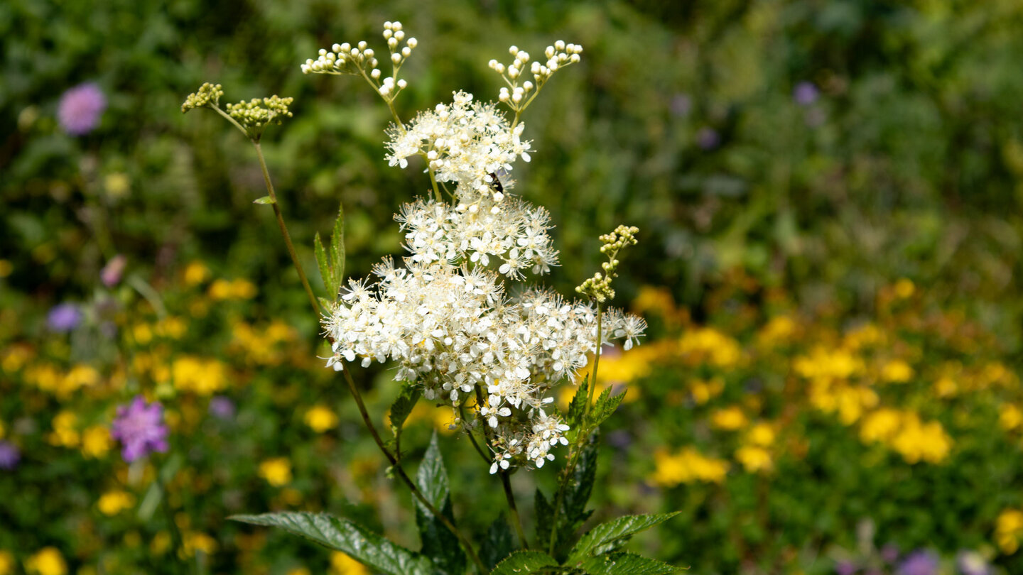 Blüte des Mädesüß am Wegesrand