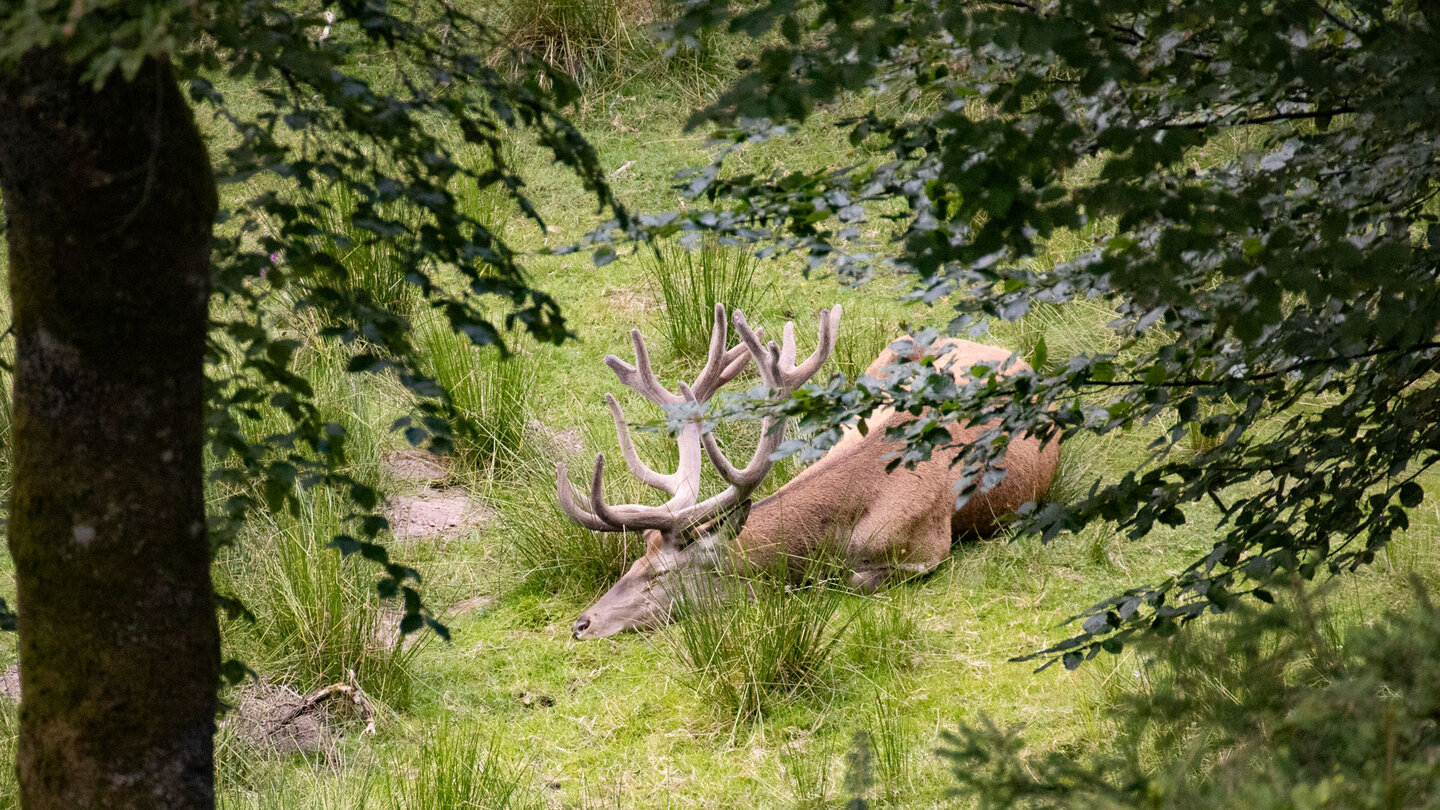 Hirsch im Tonbacher Wildgehege