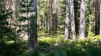 Tannenwald entlang der Wanderroute