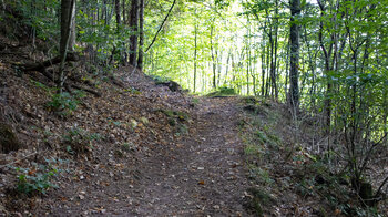 Wanderweg durch Laubwälder