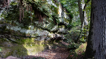 Moose und Farne am Sandsteinfundament der Burg