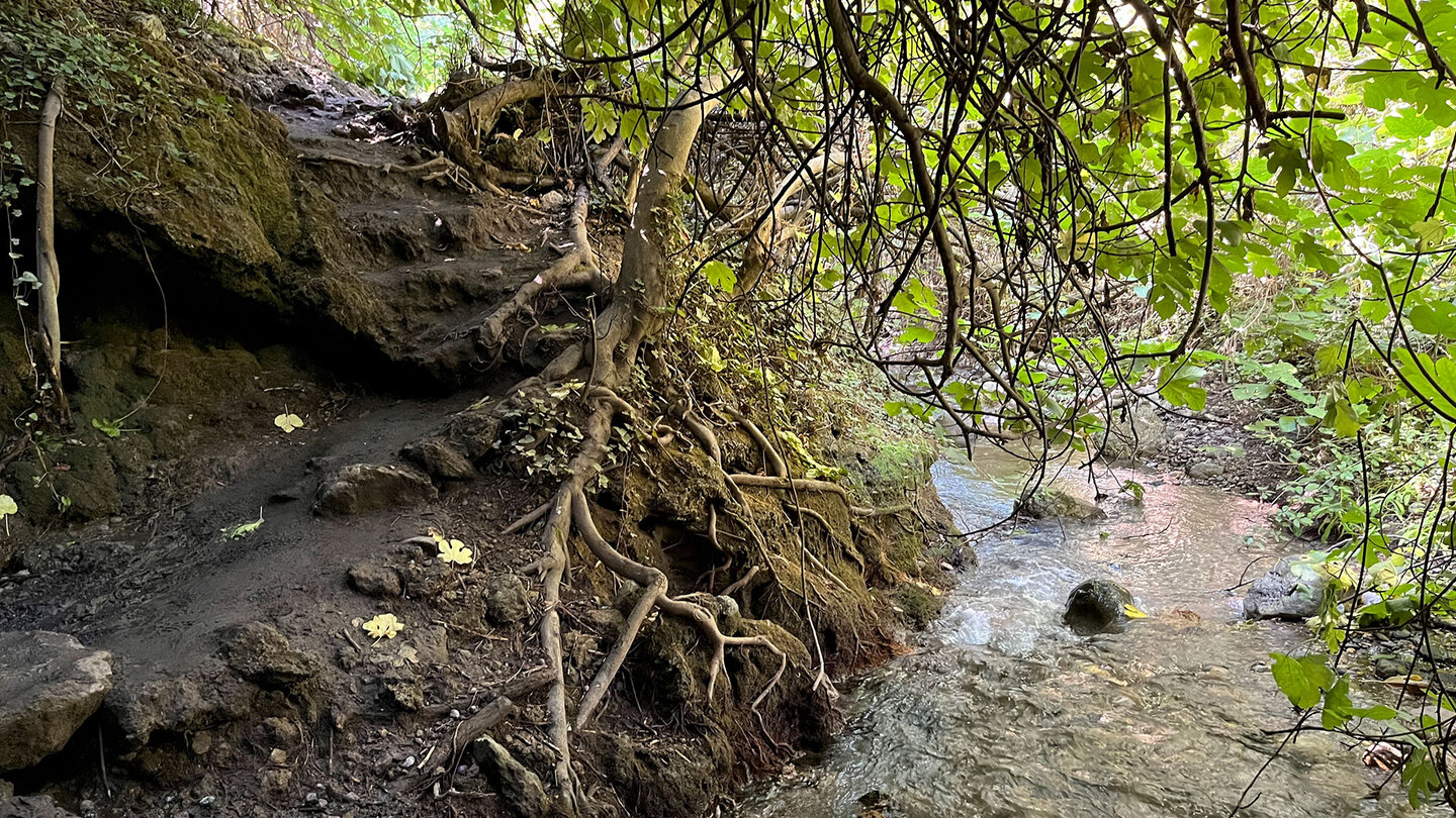 Wanderweg durch den Wald oberhalb Monachil