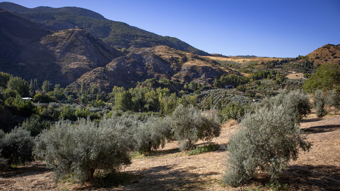 Wanderroute zwischen Olivenbäumen oberhalb Monachil