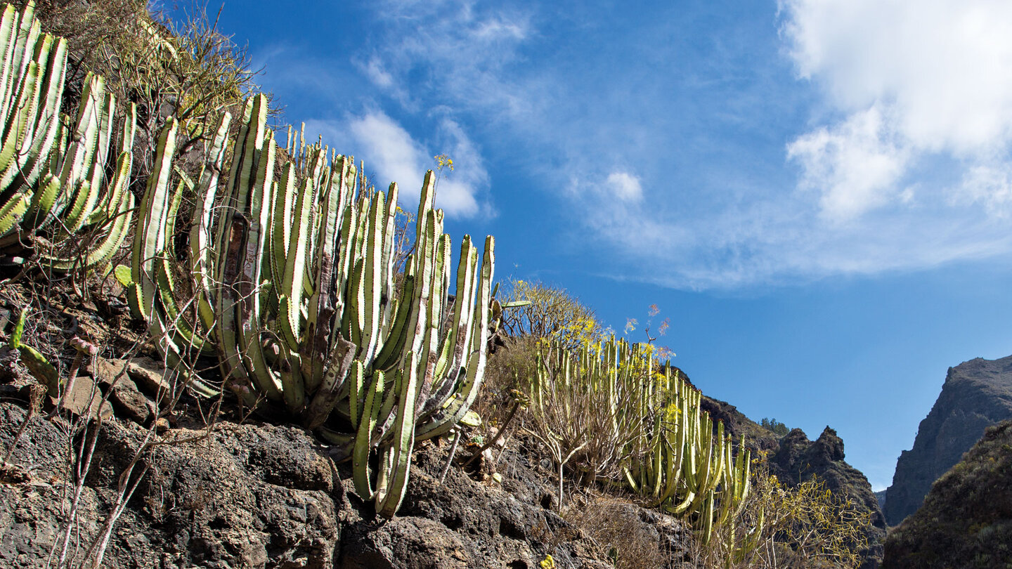 Wolfsmilchgewächsen im Barranco del Infierno auf Teneriffa