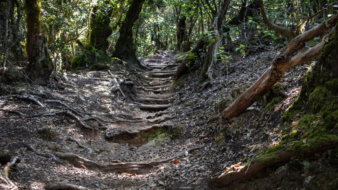 Wanderroute über Holzstufen durch den Laurisiva des Garajonay