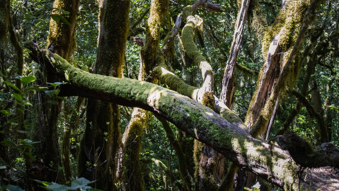 eine Wanderung durch subtropischen Urwald