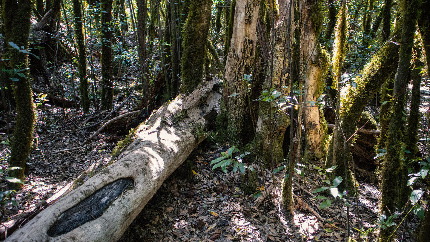 lebendiger Wald im Garajonay Nationalpark