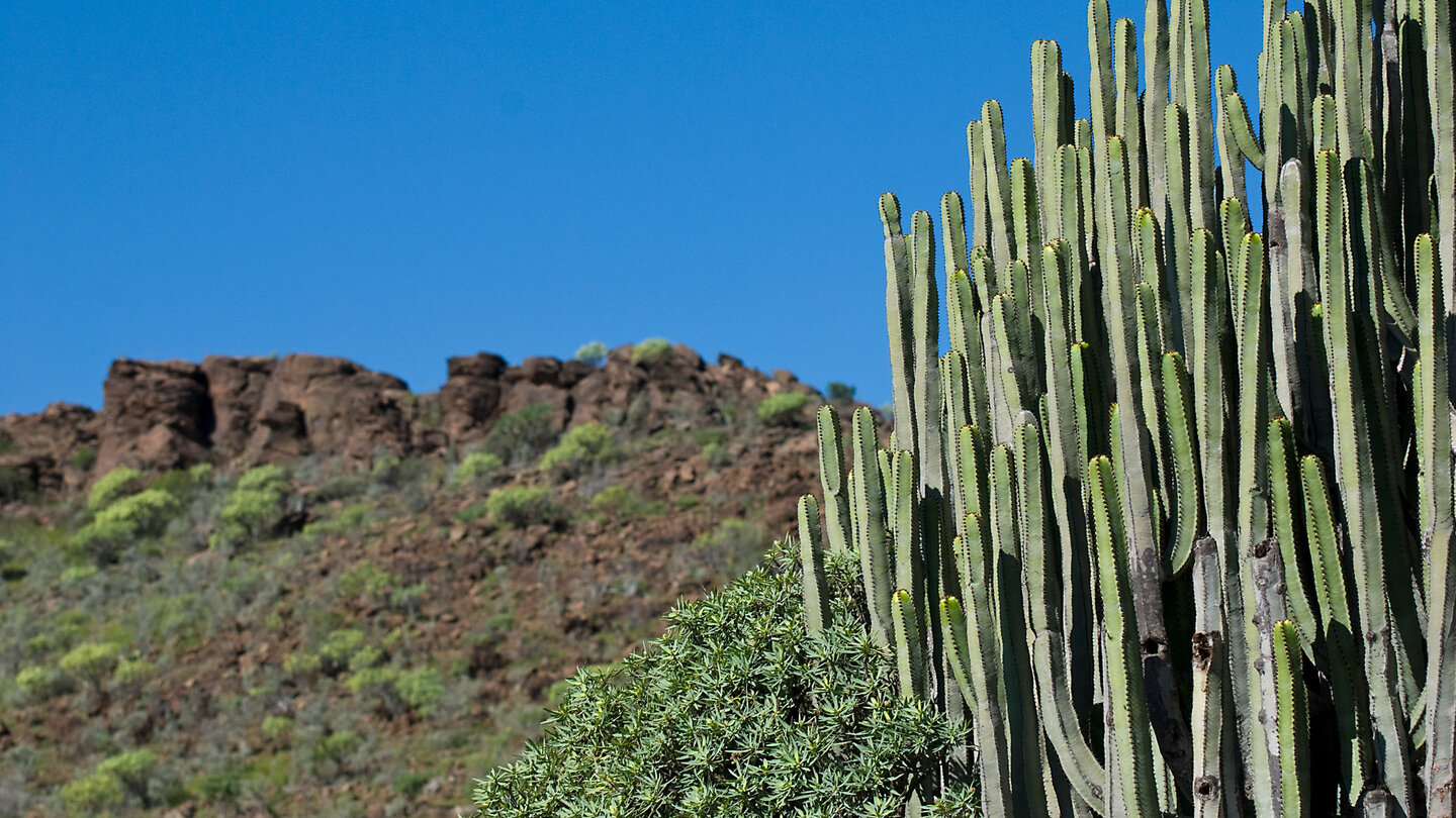 die Vegetation am Barranco de Fataga auf Gran Canaria