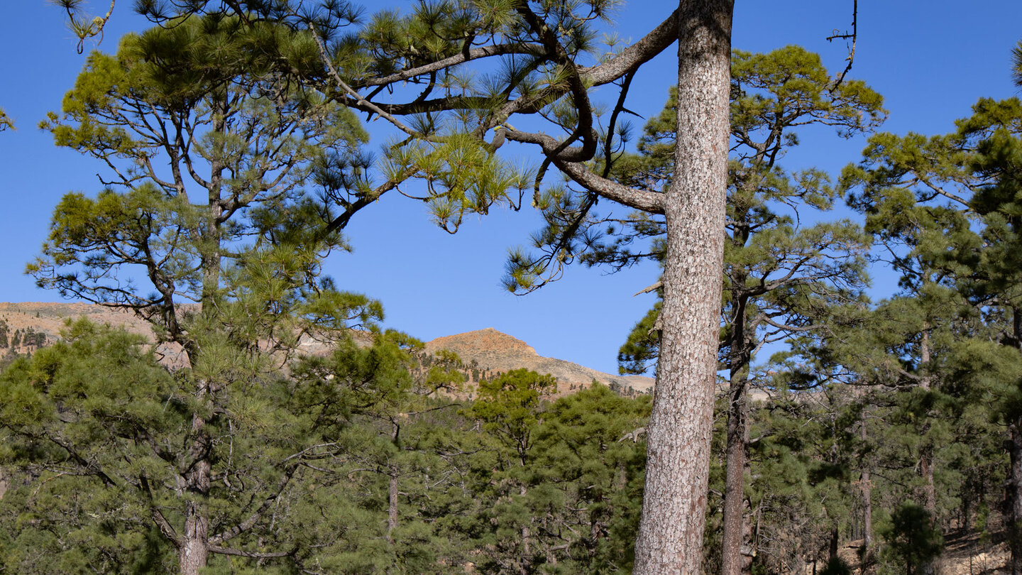 Blick durch Kiefernwald auf die Randberge des Teide-Nationalpark