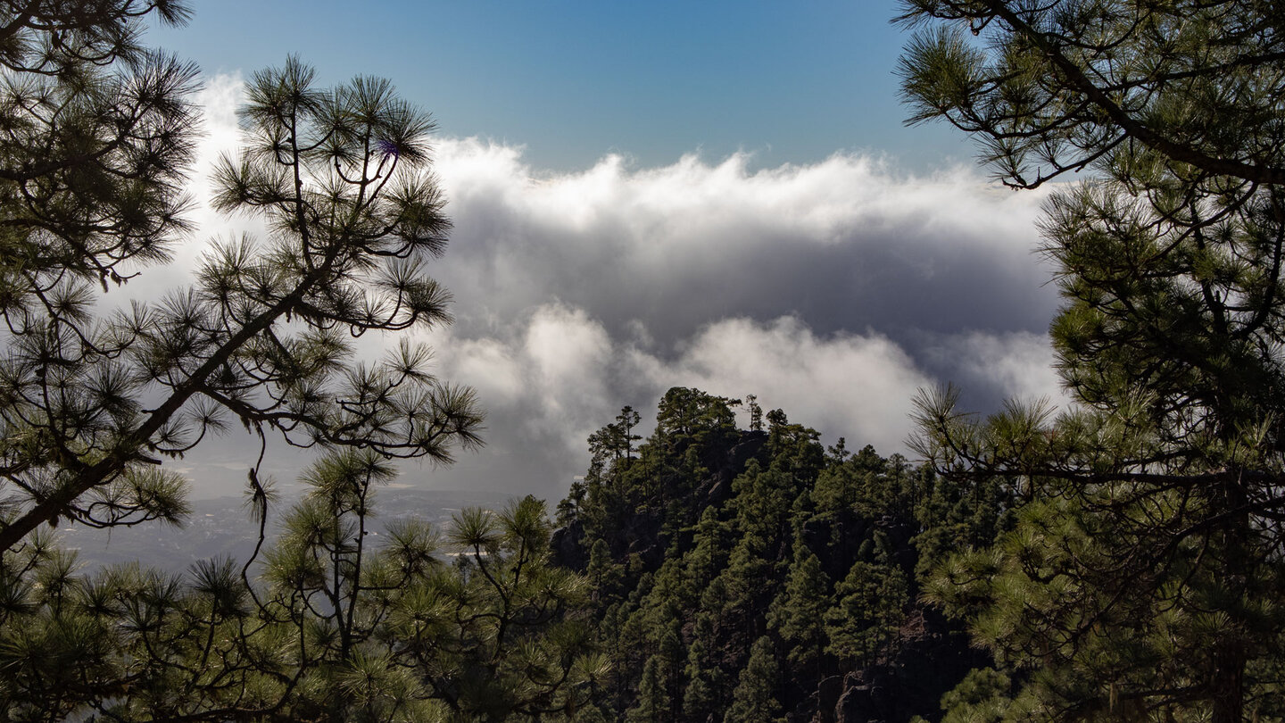 Ausblick auf das aufsteigende Wolkenmeer über den Kiefernwald