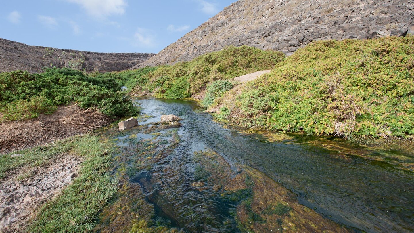 Algen im Bachlauf des Barranco de los Molinos