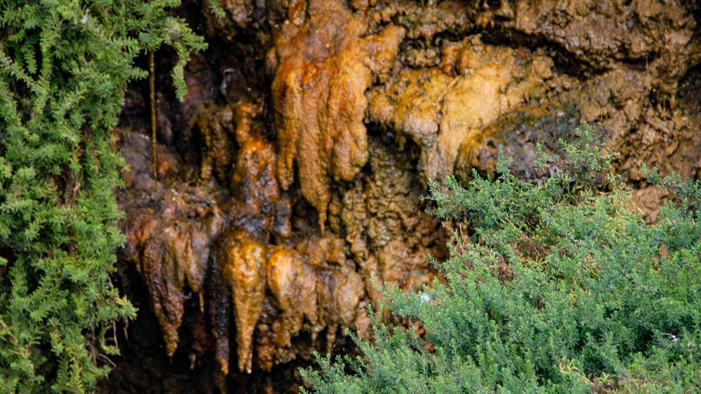 Salzmelden siedeln auf den Tropfsteingebilden an der Quellwand