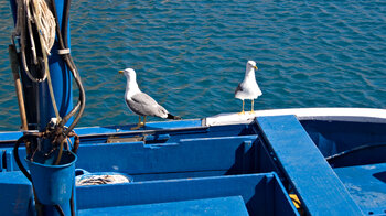 Möwen warten auf Essbares am Hafen von Playa de Santiago auf La Gomera