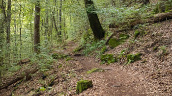 der Wanderweg zur Wegelnburg führt durch Buchenwald