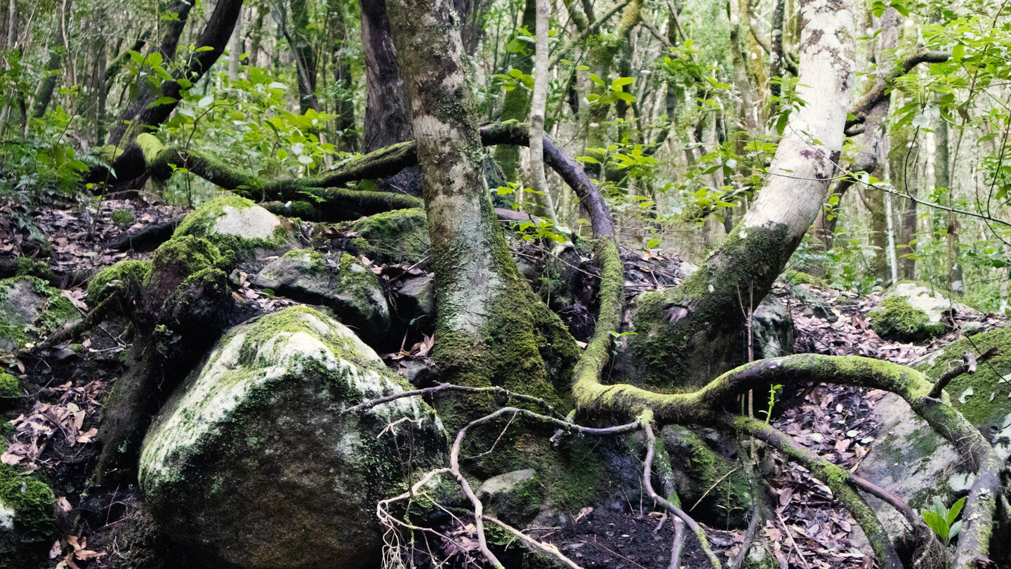 Blick in den Lorbeerwald