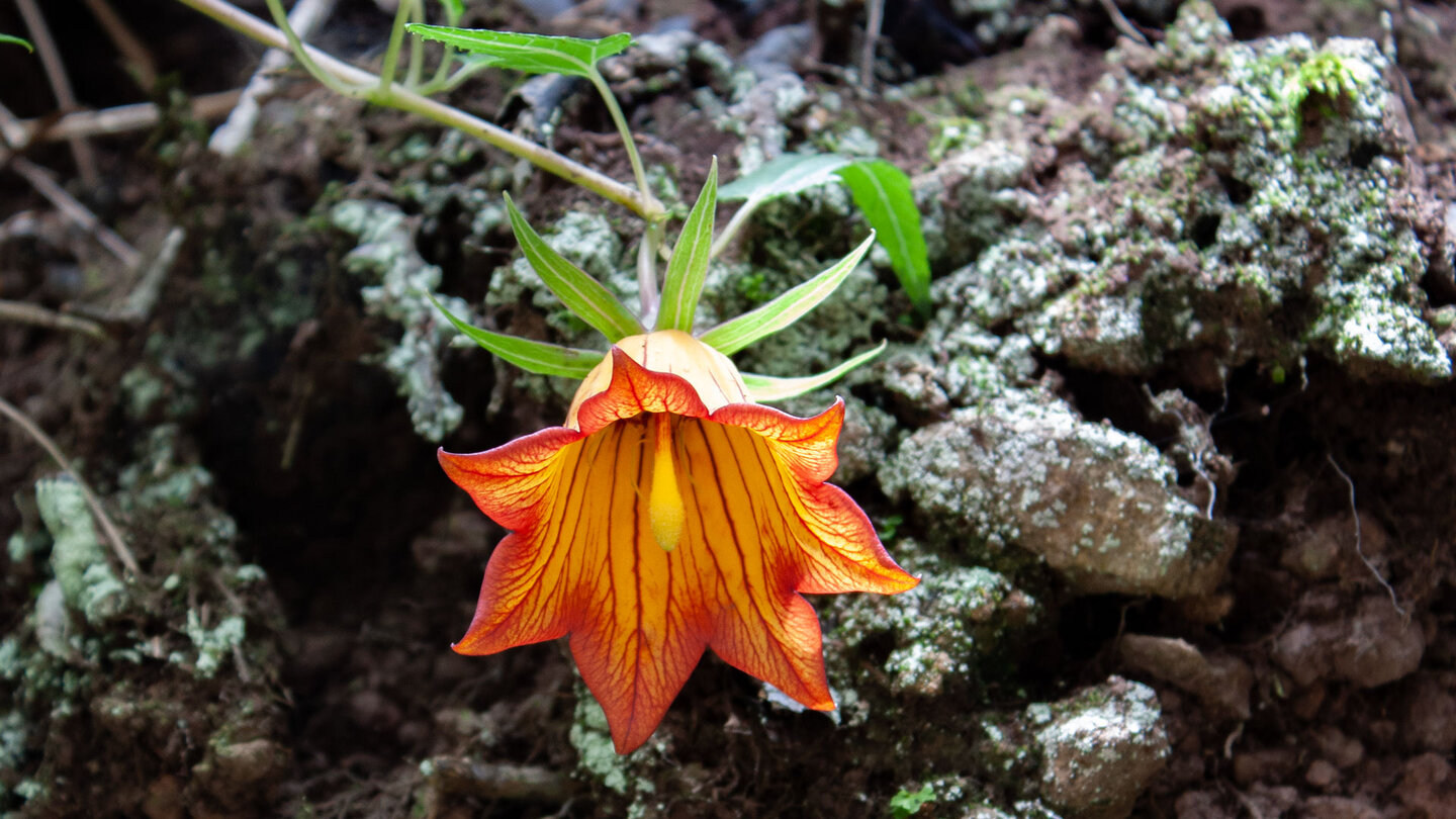 Kanarenglockenblume am Wegesrand