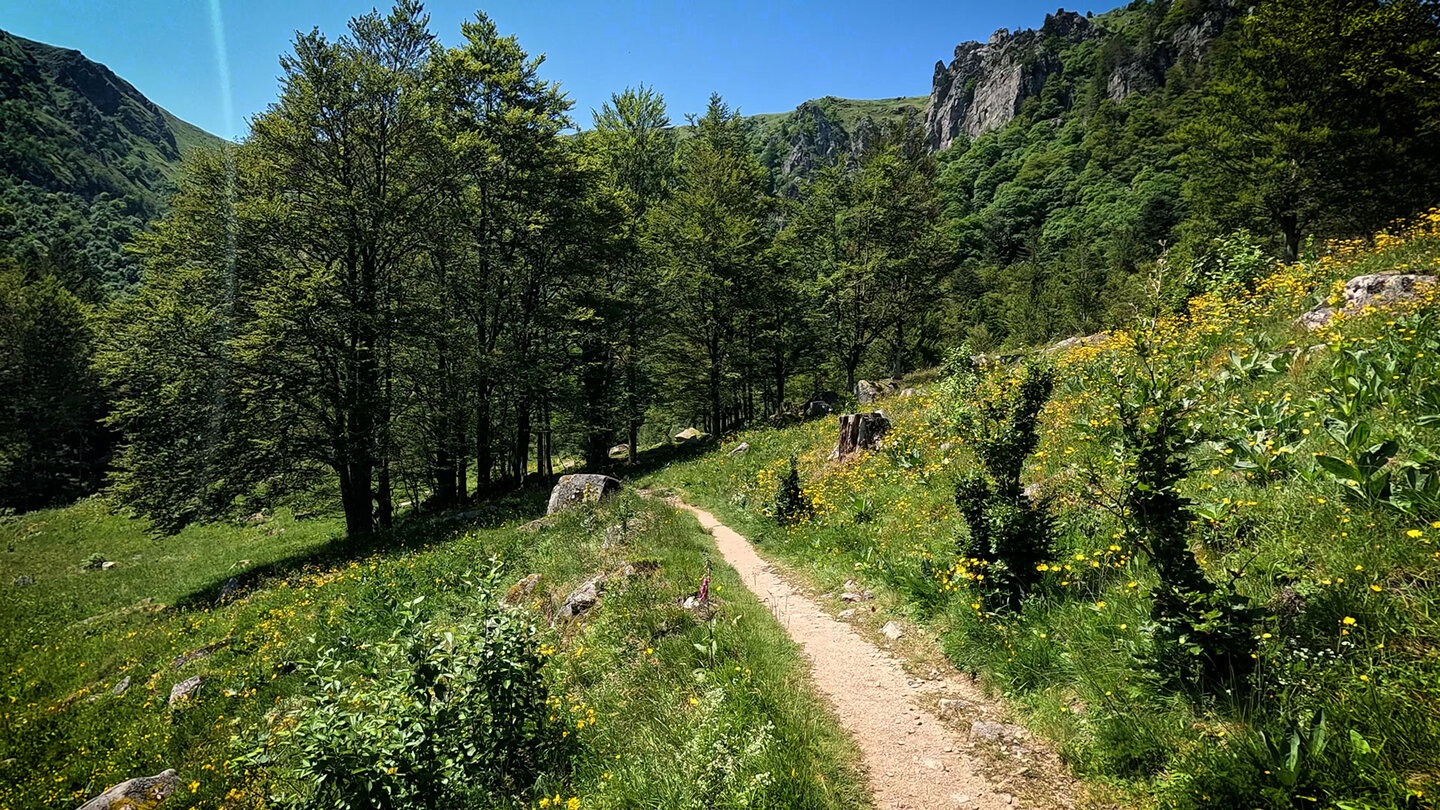 Wanderpfad durch die Wiesenlandschaft bei Frankenthal