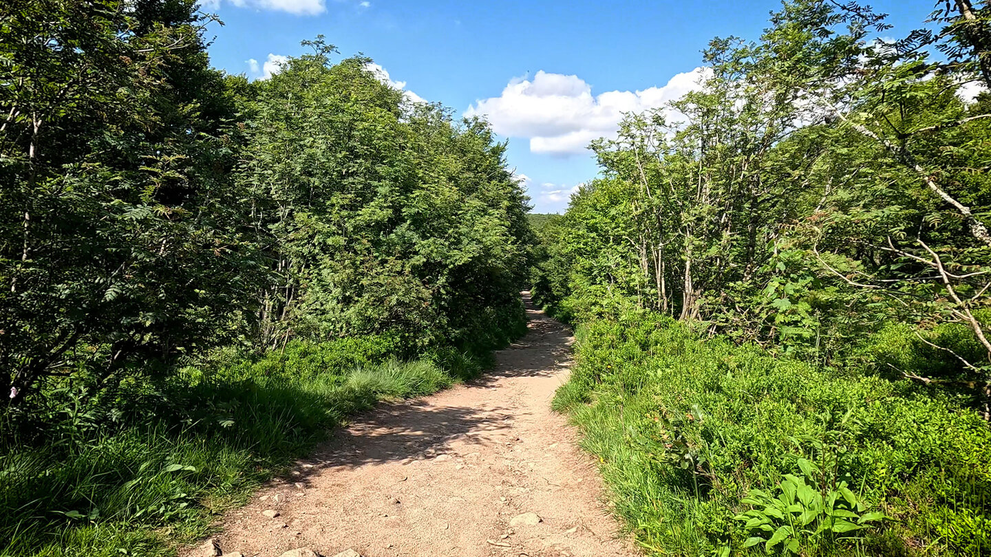 Rückweg durch Laubwald