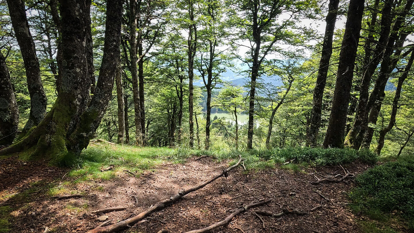 Abstieg zum Lac Vert auf dem Wanderweg Lac Vert - GR5