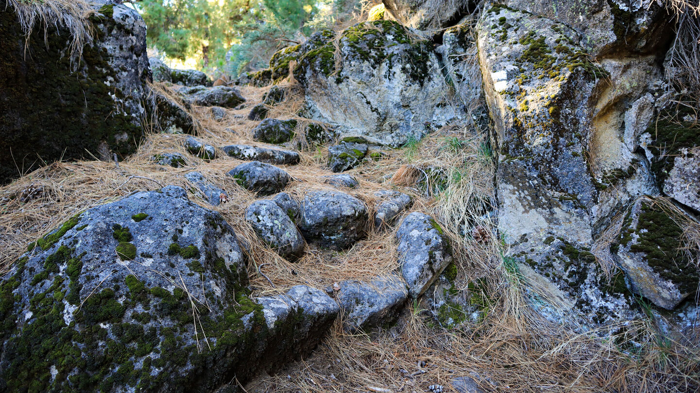 dicht mit Kiefernnadeln bedeckter Wanderweg