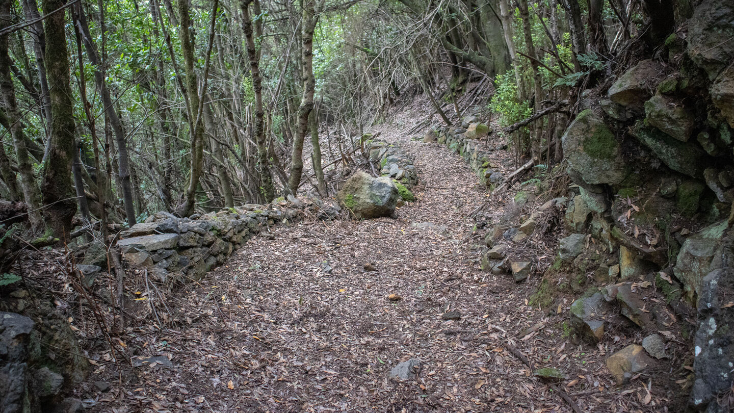 mit Steinmauern begrenzter Wanderpfad im Lorbeerwald