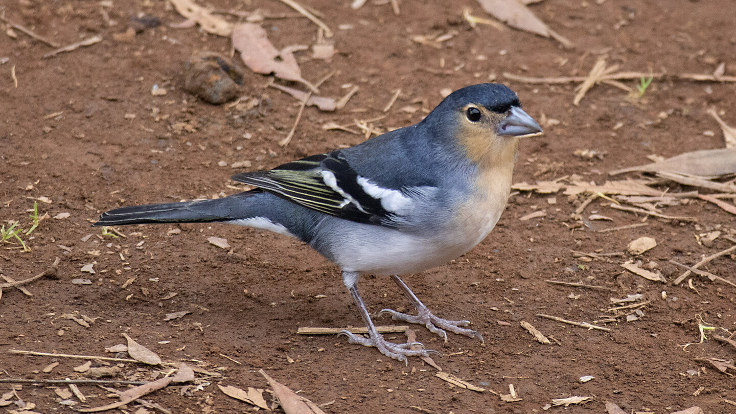 Männchen des La Palma Buchfink