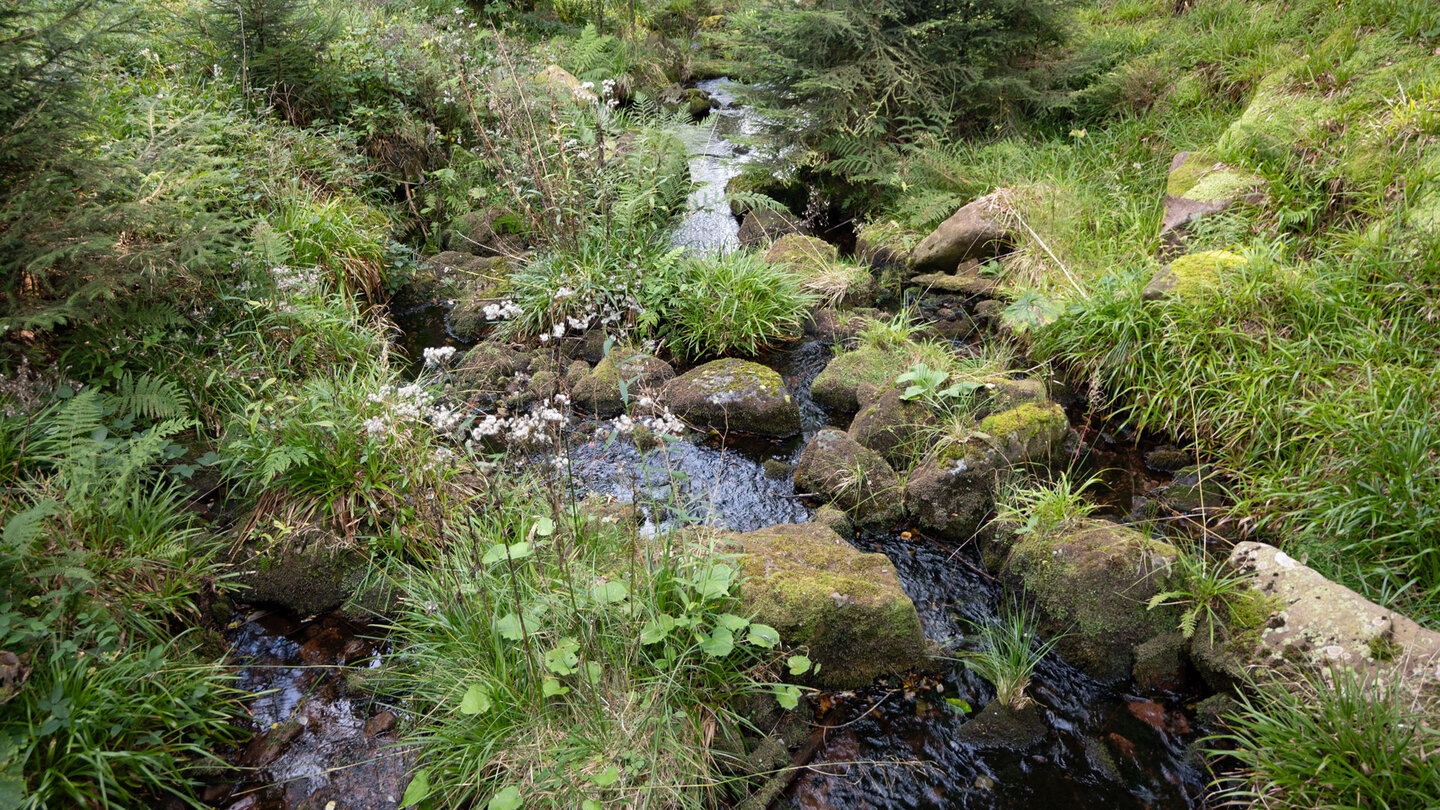 wasserführender Bachlauf der Dürreych