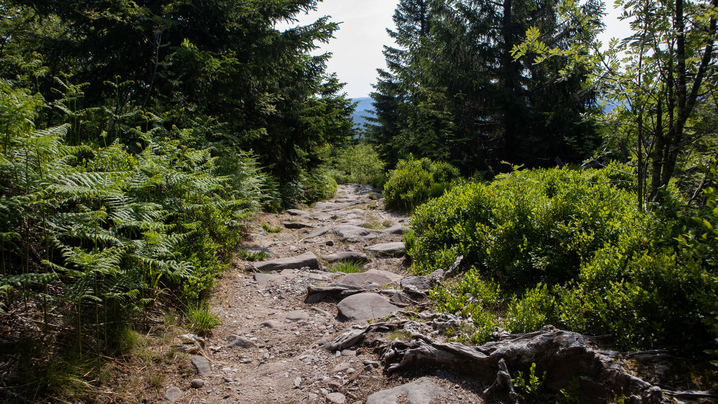 Wanderweg vom Ochsenstall zur Kleinen Grinde