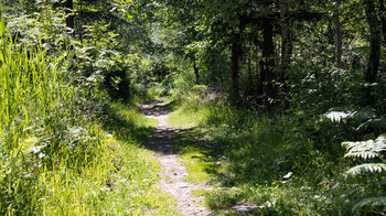 Wanderpfad durch üppig grüne Vegetation an der Alexanderschanze