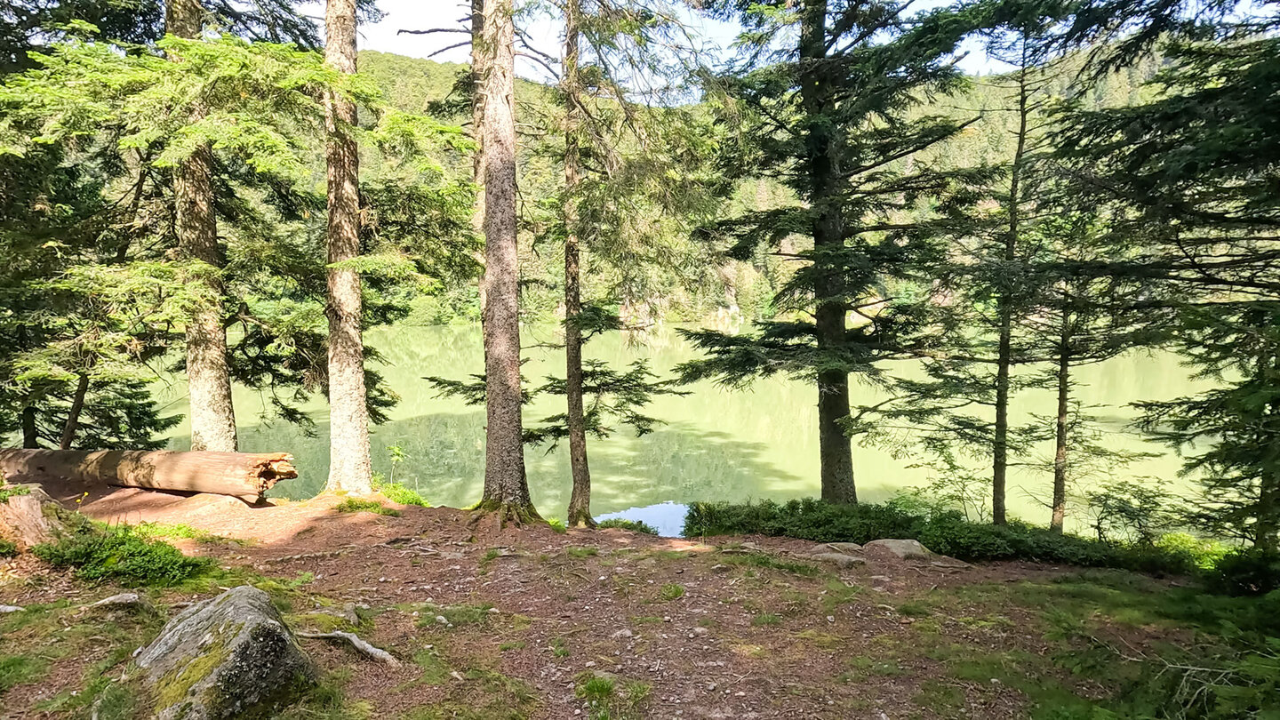 das Wasser des Lac de Soultzeren mit grünlicher Färbung