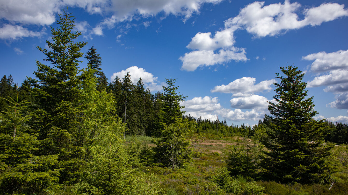 Landschaft des Nordschwarzwalds am Lotharpfad