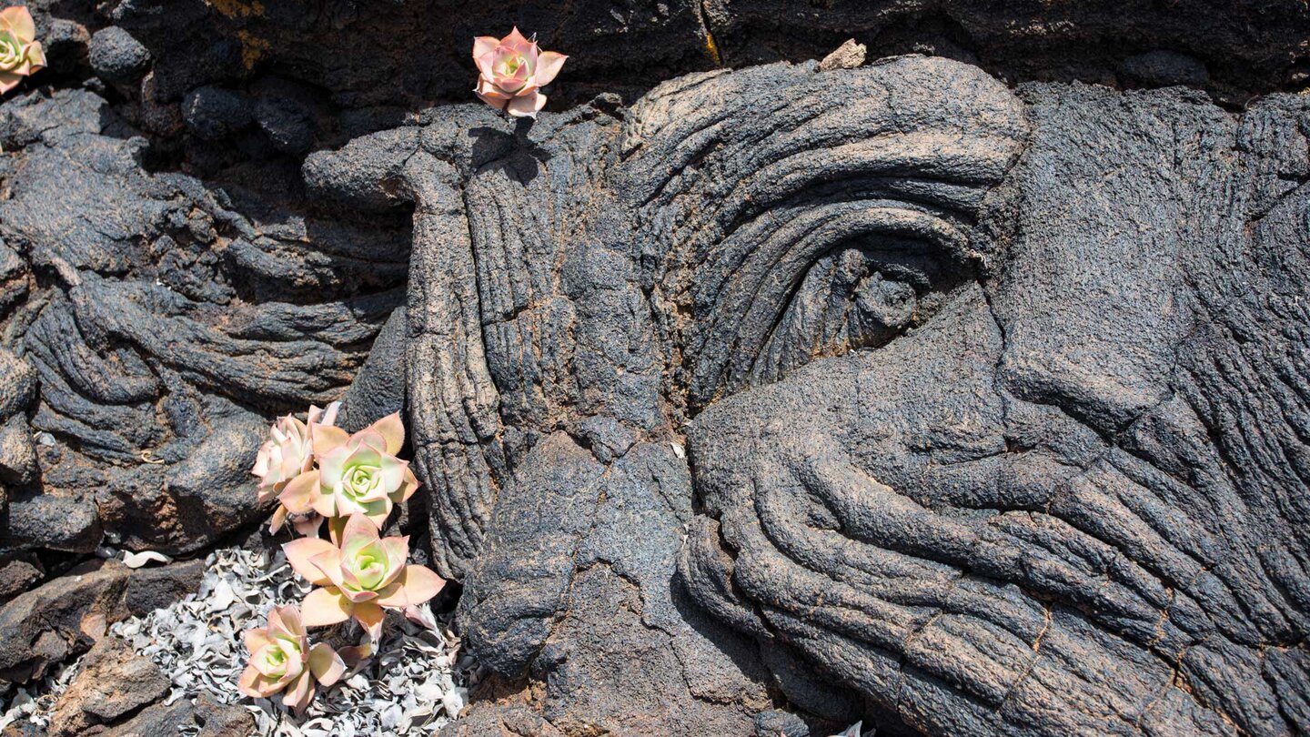 Aeonium-Pflanzen auf kargem Untergrund in der Vulkanlandschaft von Los Lajiales auf El Hierro