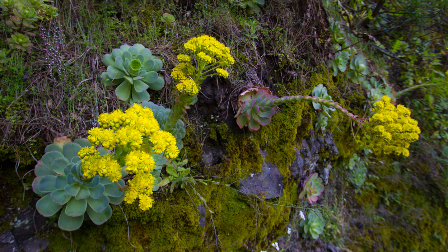 blühendes Aeonium im Lorbeerwald