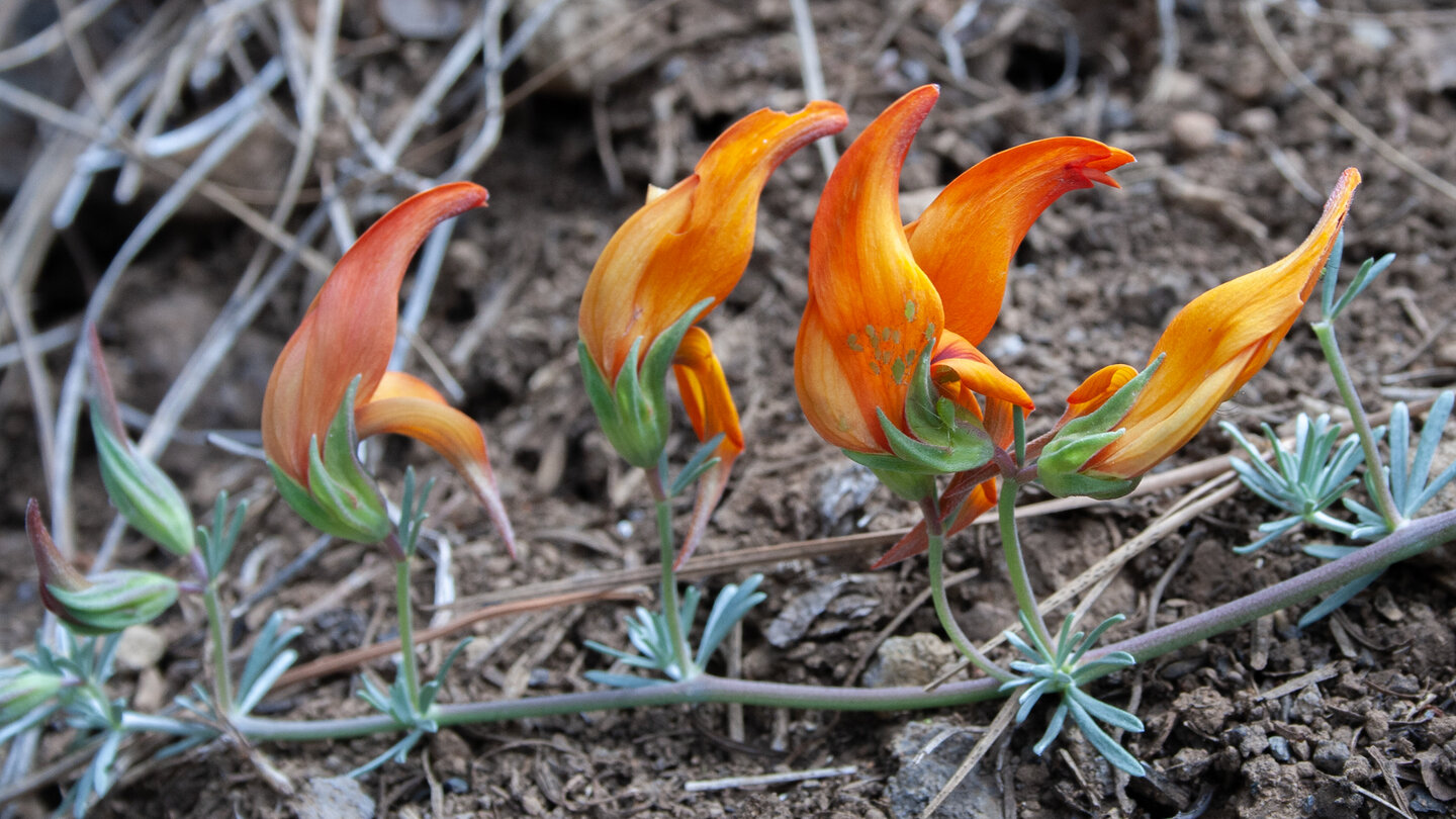 der seltenen Lotus Pyranthus auf der Wanderung