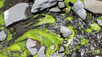 Farbenprächtige Vegetation im Wasser des Rio de Taburiente auf La Palma