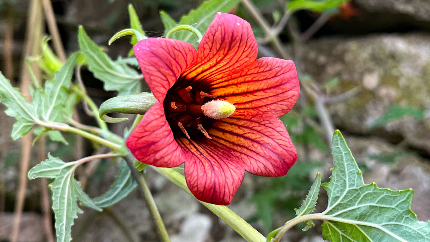 Kanarenglockenblume im Lorbeerwald