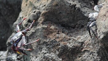 die Rote Felsenkrabbe ist überall präsent am Mar de las Calmas