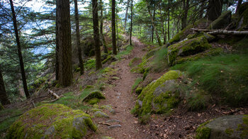 Wanderpfad bei den Latschigfelsen oberhalb Forbach